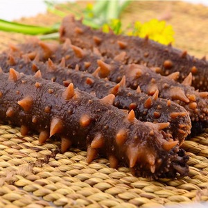 大红海参《Red sea cucumber》